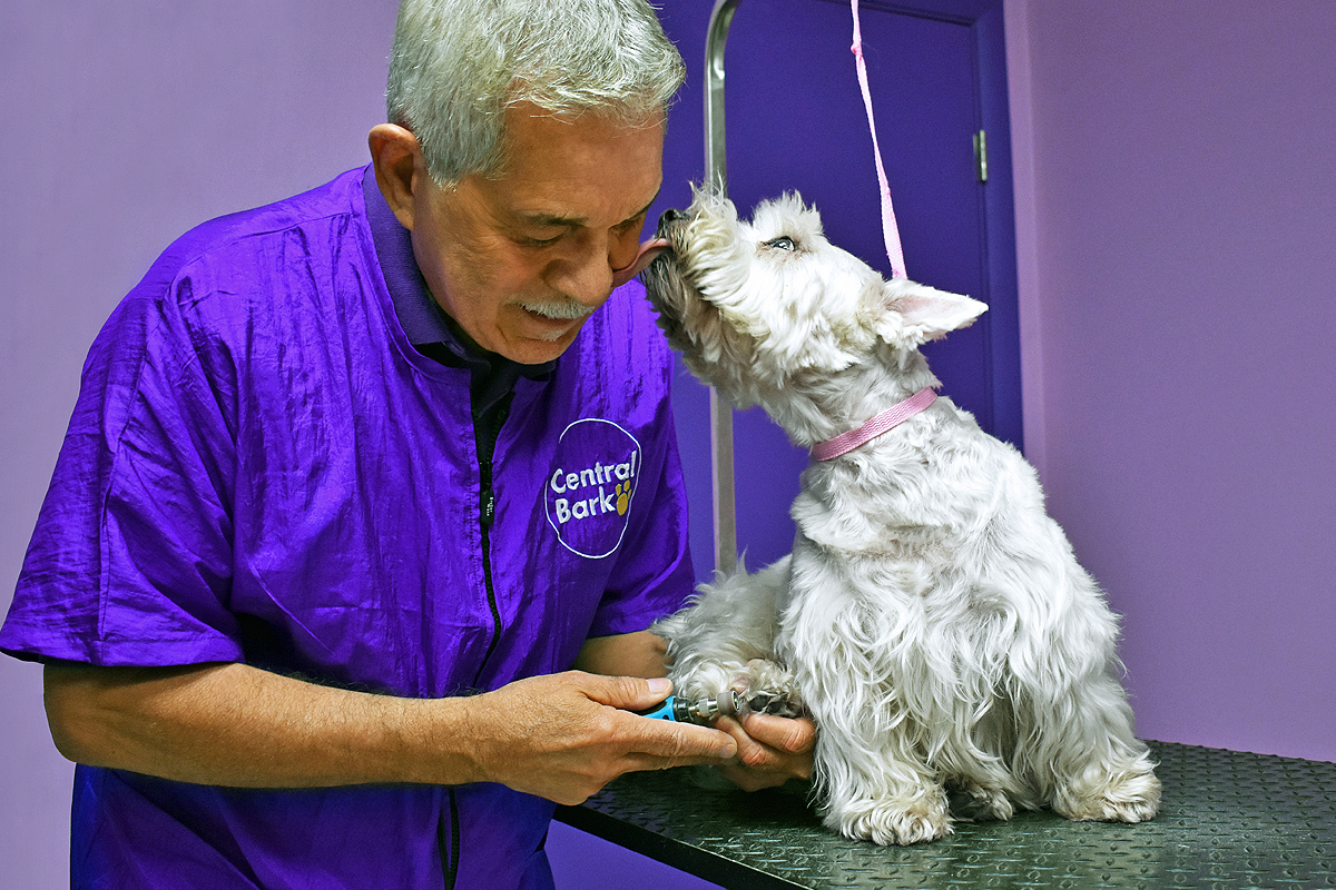 Western terrier being groomed